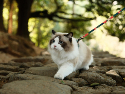 Éduquer son chat en toute sérénité : les bases simples et efficaces