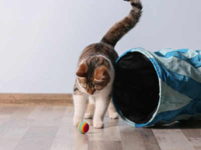Comment garder votre chat d'intérieur heureux cet hiver