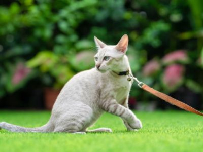 Peut-on promener un chat en laisse ?