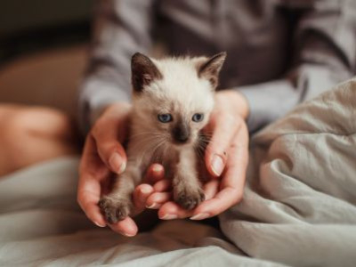 Accueillir un chaton : la checklist des indispensables pour bien démarrer