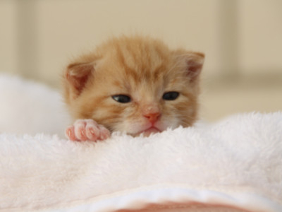 Quiz idées de noms de chats : Quel est le nom parfait ?