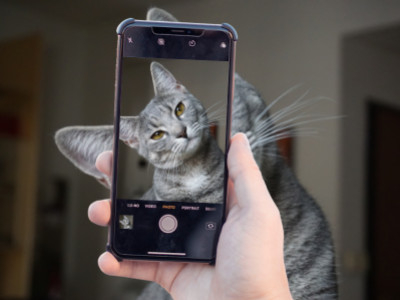 Réussir la photo parfaite de votre chat : conseils et accessoires essentiels