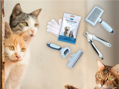 Toilettage de Chat par Race : Conseils de Toiletteur pour Chaque Type de Poil