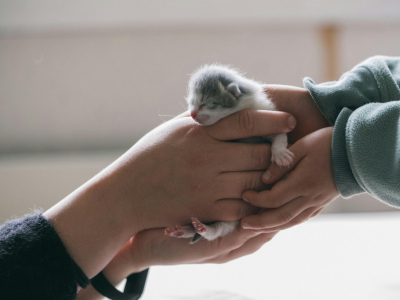 Noms de chat par race : idées de noms et prénoms parfaits à découvrir