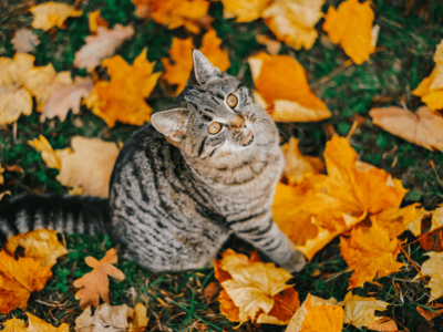 Accessoires pour chat en automne : des accessoires douillets à aimer
